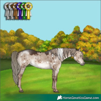Horse Color:White Spotted Liver Red Dun Mushroom Rabicano Brindle 