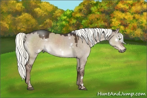 Horse Color:White Spotted Liver Red Dun Rabicano 