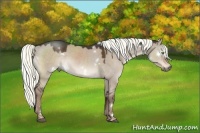 Horse Color:White Spotted Liver Red Dun Rabicano