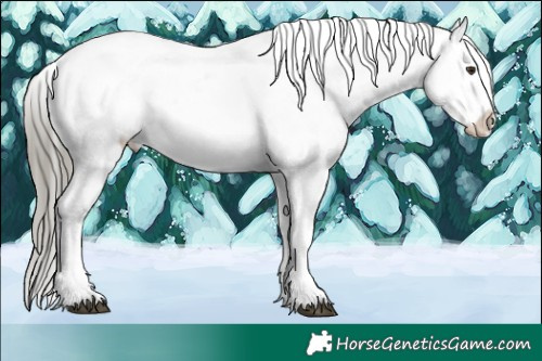 Horse Color:Liver Chestnut Mushroom Sabino Appaloosa 