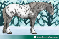Horse Color:Liver Chestnut Mushroom Sabino Appaloosa 