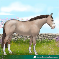 Horse Color:Classic Champagne Dun 