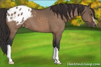 Horse Color:Brown Dun Appaloosa 