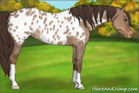 Horse Color:Liver Red Dun Appaloosa 