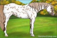 Horse Color:Liver Red Dun Appaloosa 