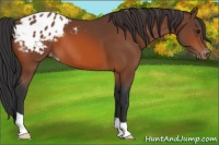 Horse Color:Bay Appaloosa 