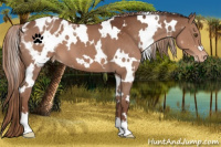 Horse Color:White Spotted Liver Chestnut Blanket