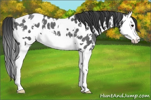 Horse Color:White Spotted Blue Roan Splash Near Leopard 