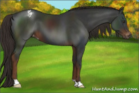 Horse Color:Gray Liver Chestnut Varnish 