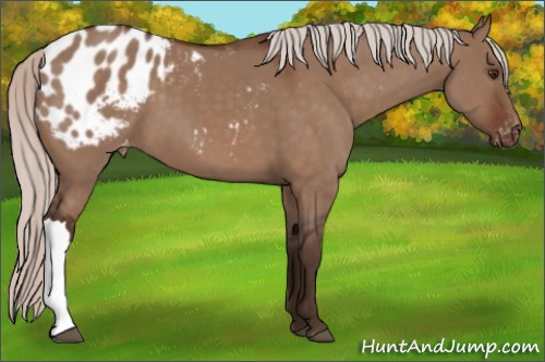 Horse Color:Silver Brown Dun Appaloosa 