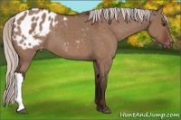 Horse Color:Silver Brown Dun Appaloosa 