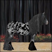 Horse Color:White Spotted Black Appaloosa