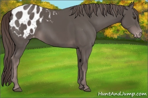 Horse Color:Platinum Liver Chestnut Appaloosa 