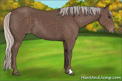 Horse Color:Silver Black Appaloosa 