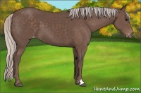 Horse Color:Silver Black Appaloosa