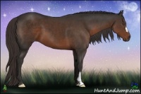 Horse Color:Liver Chestnut Frame 