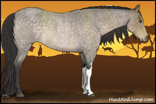 Horse Color:Platinum Buckskin Roan Rabicano 