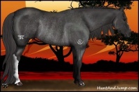 Horse Color:Platinum Smoky Black Rabicano 