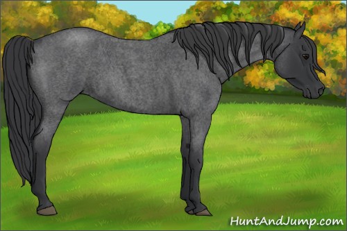 Horse Color:Blue Roan