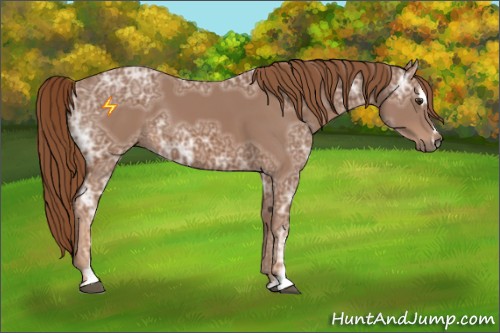Horse Color:Chestnut Ice Sabino 