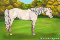 Horse Color:White Spotted Silver Amber Champagne Dun 