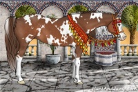 Horse Color:White Spotted Liver Chestnut Splash 