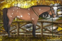 Horse Color:White Spotted Bay 