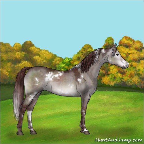 Horse Color:Gray Platinum White Spotted Chocolate Brown Dun