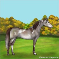 Horse Color:Gray Platinum White Spotted Chocolate Brown Dun 