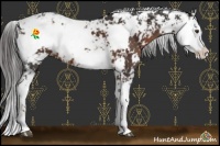 Horse Color:Liver Chestnut Sabino 