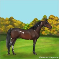 Horse Color:White Spotted Brown 