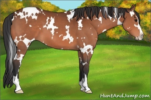 Horse Color:White Spotted Bay Sabino