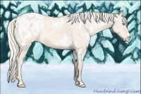 Horse Color:White Spotted Cremello Dun Appaloosa Rabicano 
