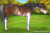 Horse Color:Bay Sabino 