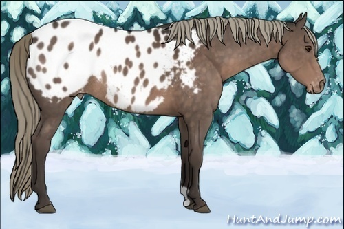 Horse Color:Liver Chestnut Appaloosa Rabicano 