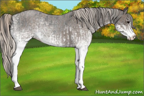 Horse Color:White Spotted Blue Roan Rabicano  and White Spotted Silver Blue Roan Rabicano 