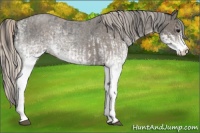 Horse Color:White Spotted Blue Roan Rabicano  and White Spotted Silver Blue Roan Rabicano 