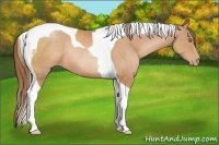 Horse Color:Brown Pearl Tobiano Rabicano 