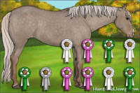 Horse Color:Silver Grullo Appaloosa