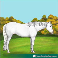 Horse Color:Silver Black Appaloosa 