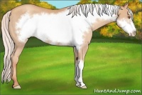 Horse Color:Silver Classic Champagne Frame Appaloosa Rabicano 