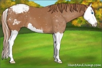 Horse Color:Chestnut Splash Snowcap 
