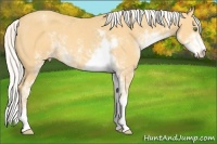 Horse Color:Silver Classic Cream Champagne Sabino Appaloosa 