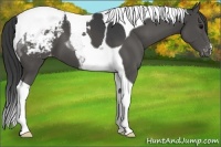 Horse Color:Black Tobiano Varnish 