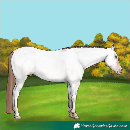 Horse Color:Gray White Spotted Gold Champagne Ice Dun Near Fewspot Rabicano 