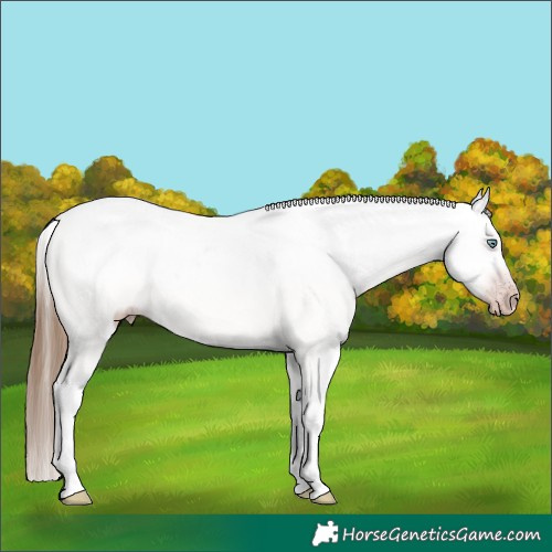 Horse Color:Gray White Spotted Gold Champagne Ice Dun Appaloosa Rabicano 