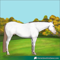 Horse Color:Gray White Spotted Gold Champagne Ice Dun Appaloosa Rabicano 