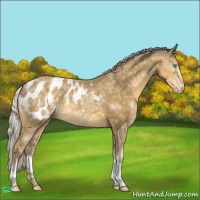 Horse Color:White Spotted Silver Classic Cream Champagne Ice Appaloosa 