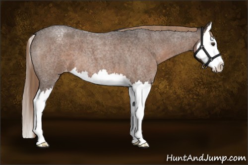 Horse Color:Liver Red Roan Splash Appaloosa 