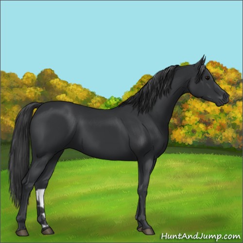 Horse Color:Black 